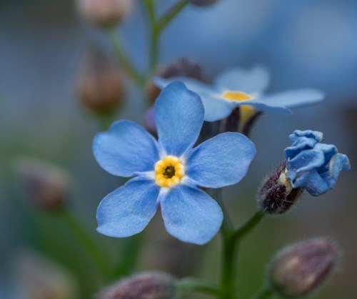 Forget me not flower