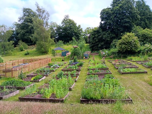 Image shows raised beds at Ross Community Garden